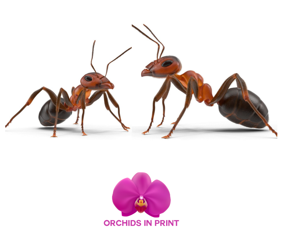 Orchids In Print - Have You Got Ants In Your Plants?