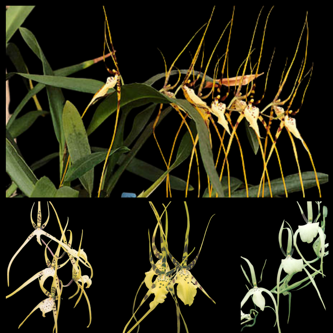 Growing Brassia Orchids