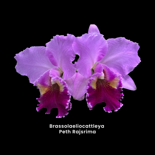 Brassolaeliocattleya Peth Rajsrima