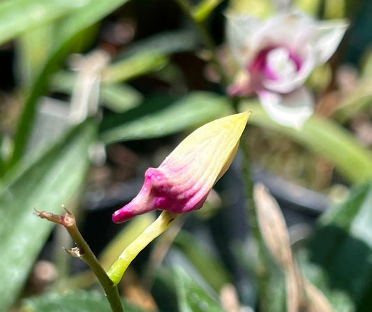 Orchids In Print - Bud Blast