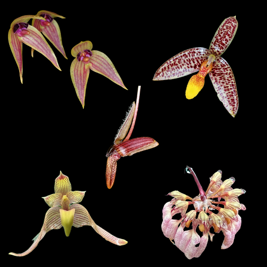 Bulbophyllum Orchids