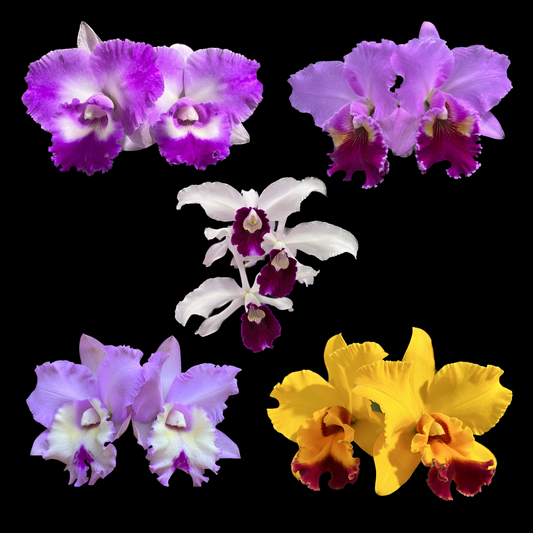 Growing Cattleya Orchids