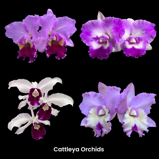 Cattleya Orchids - Orchids In Print