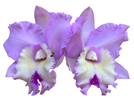 Orchids In Print