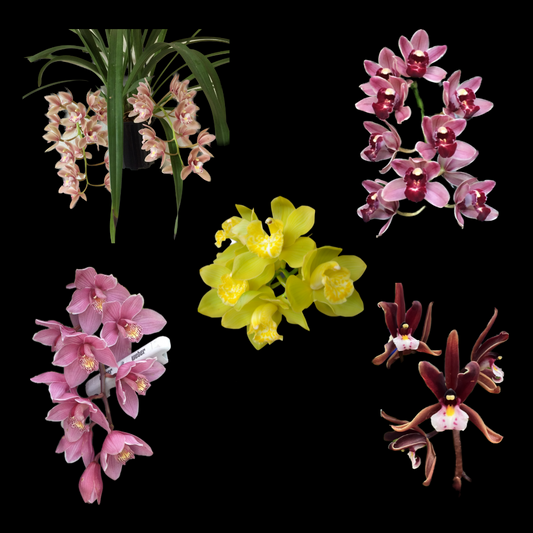 Growing Cymbidium Orchids