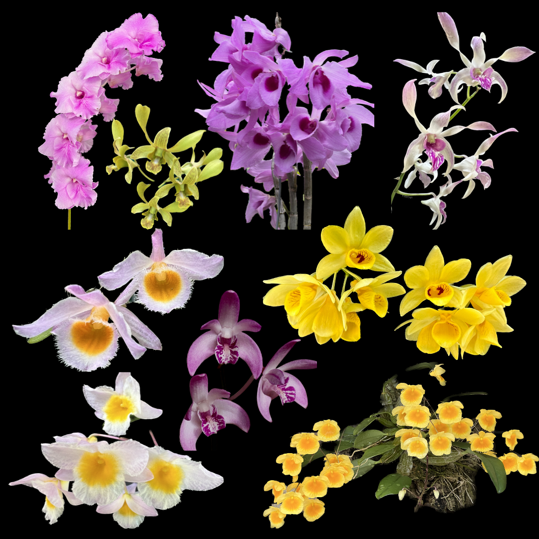 Growing Dendrobium Orchids