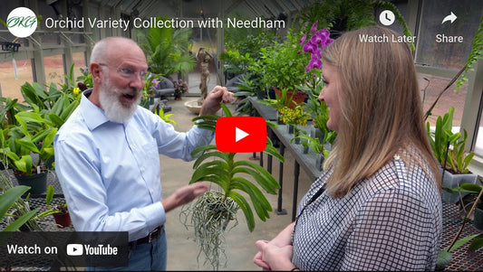 Orchid Variety Collection with Needham