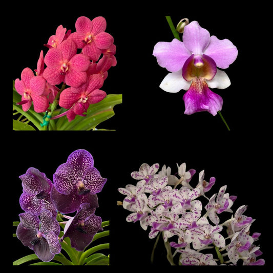 Growing Vanda Orchids