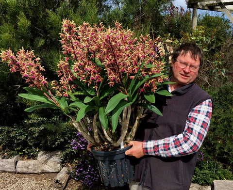 Wayne Turville Tips On Fertilising Orchids