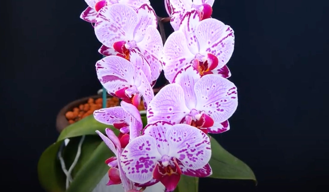 What To Do With Your Orchid Gift - Orchids In Print