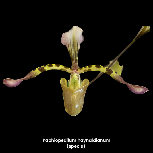 Paphiopedilum hayaldianum