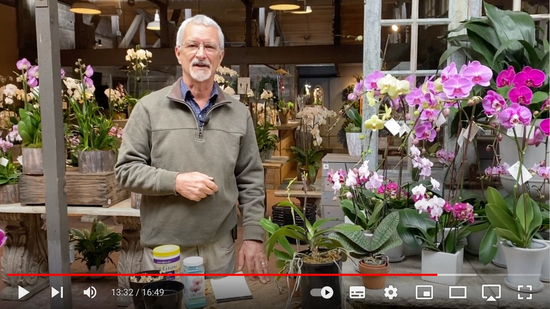 Phalaenopsis Orchids With Steve Hampson