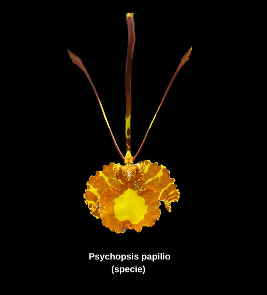 Psychopsis papilio