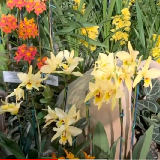 Santa Barbara International Orchid Show 2023