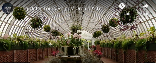 Tour Of Phipps Orchid & Tropical Bonsai Show