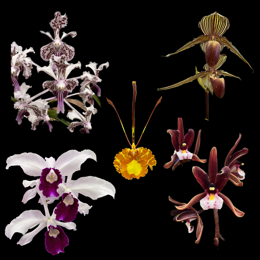 Species Orchids - Orchids In Print