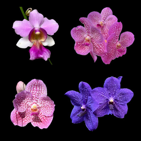 Vanda Orchids