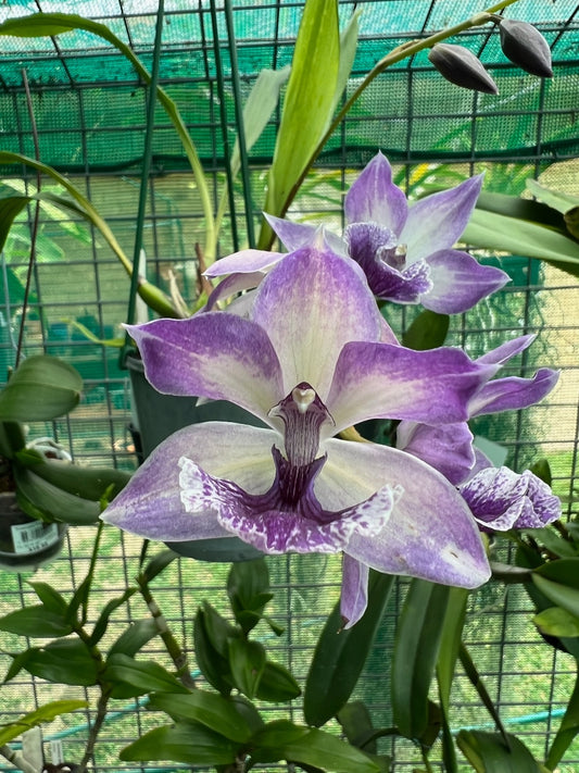 Zygonisia Cynosure 'Blue Birds'