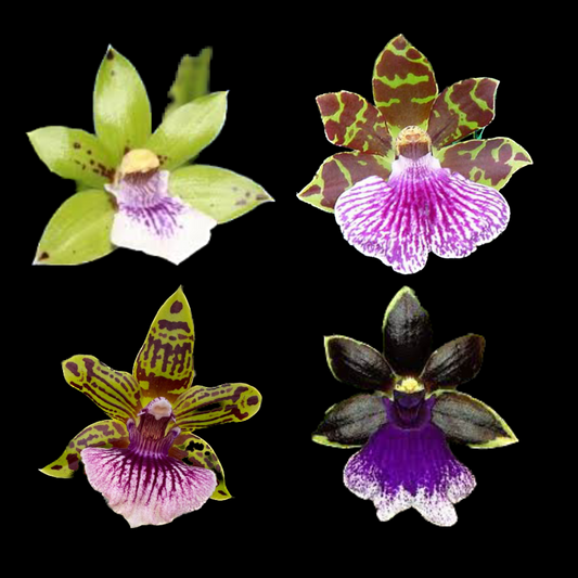 Zygopetalum Orchids