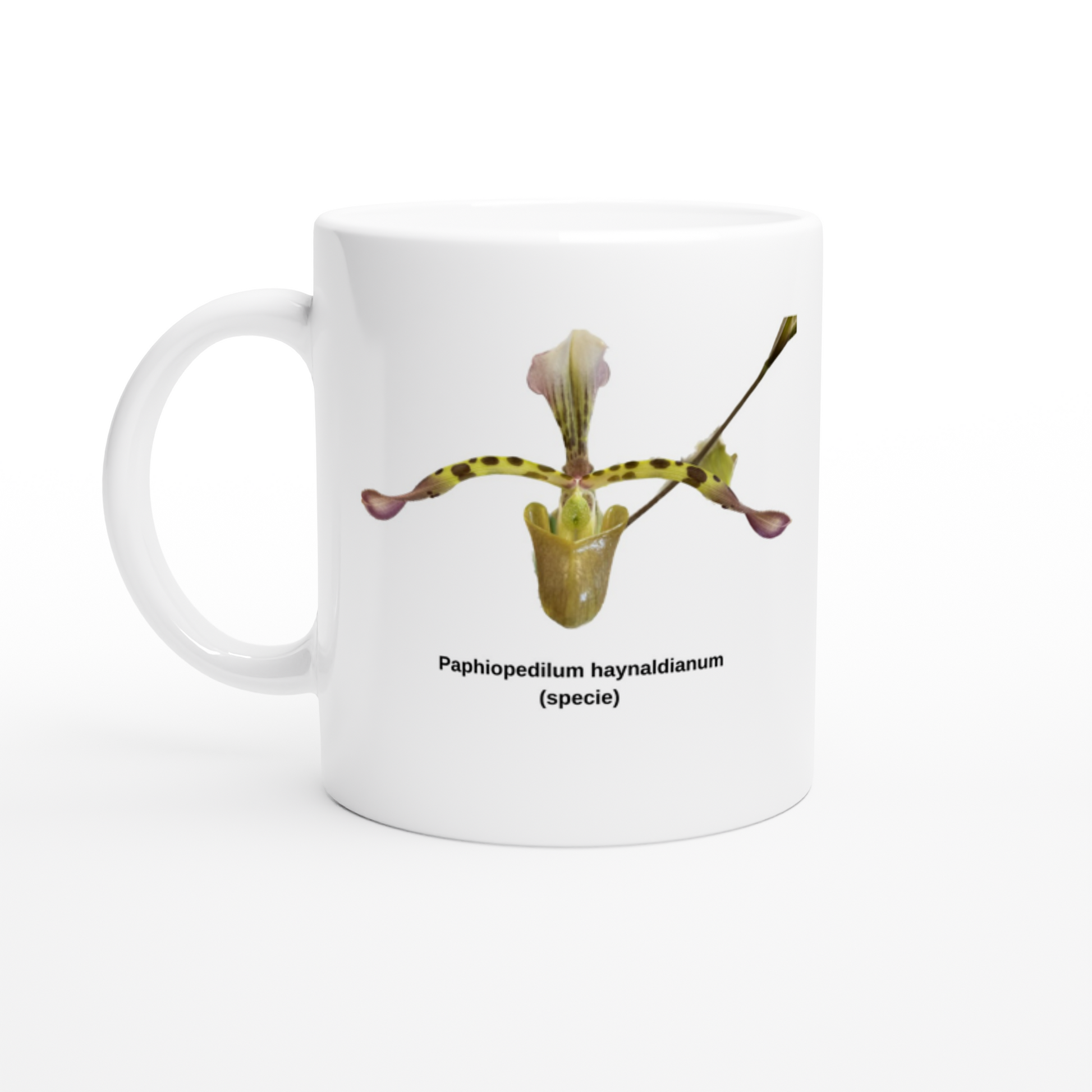 Paphiopedilum haynaldianum Orchid Coffee Mug