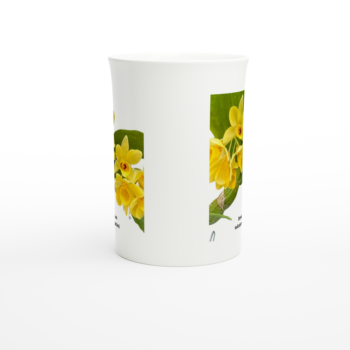 Dendrobium Sulcatum Orchid Porcelain Mug