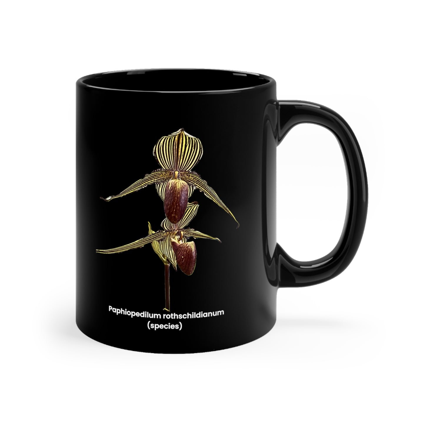 Paphiopedilum rothschildianum Orchid Coffee Mug