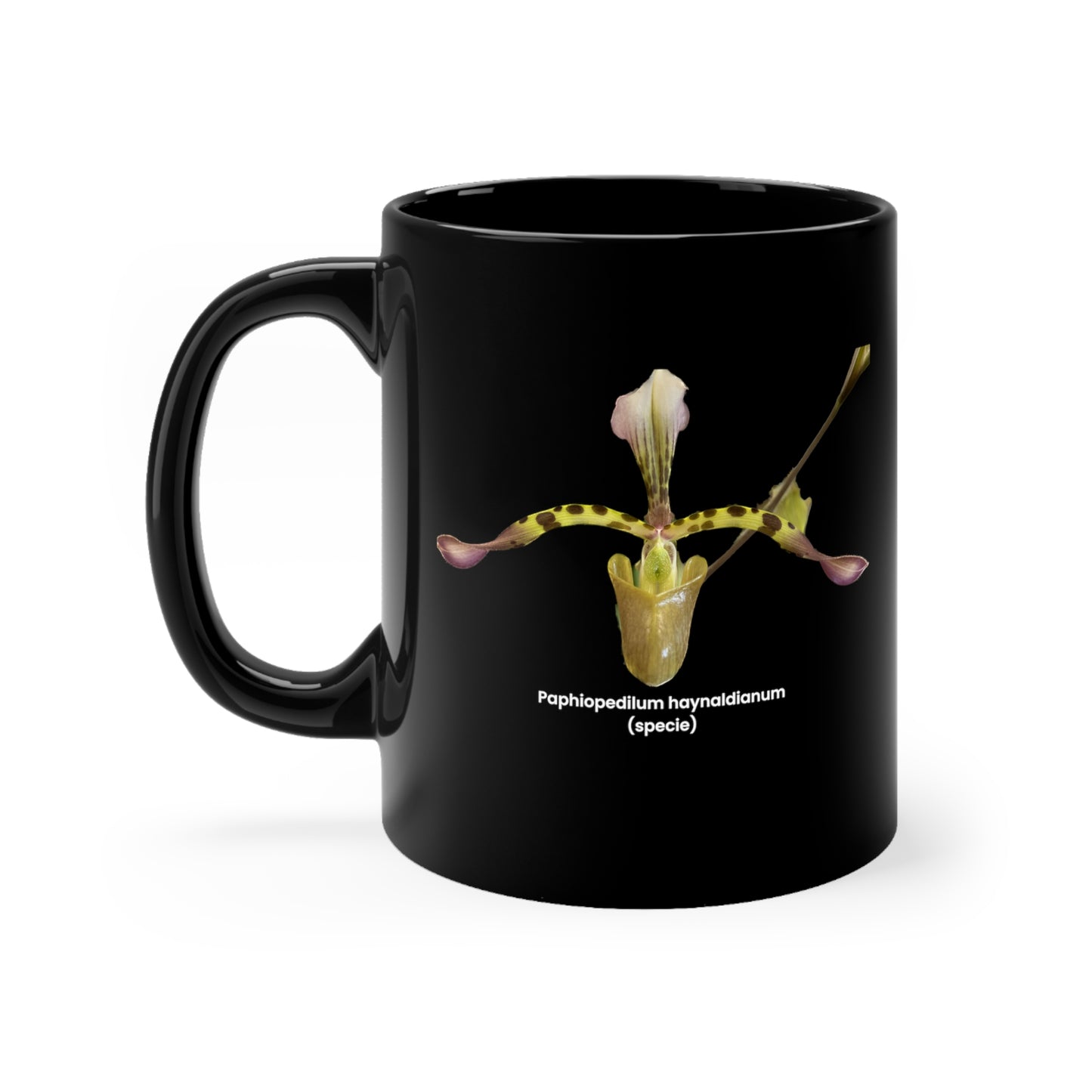 Paphiopedilum haynaldianum Orchid Coffee Mug