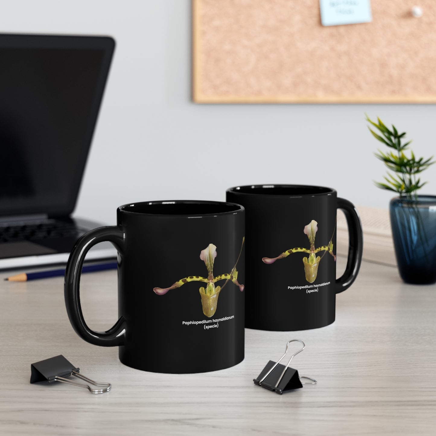 Paphiopedilum haynaldianum Orchid Coffee Mug