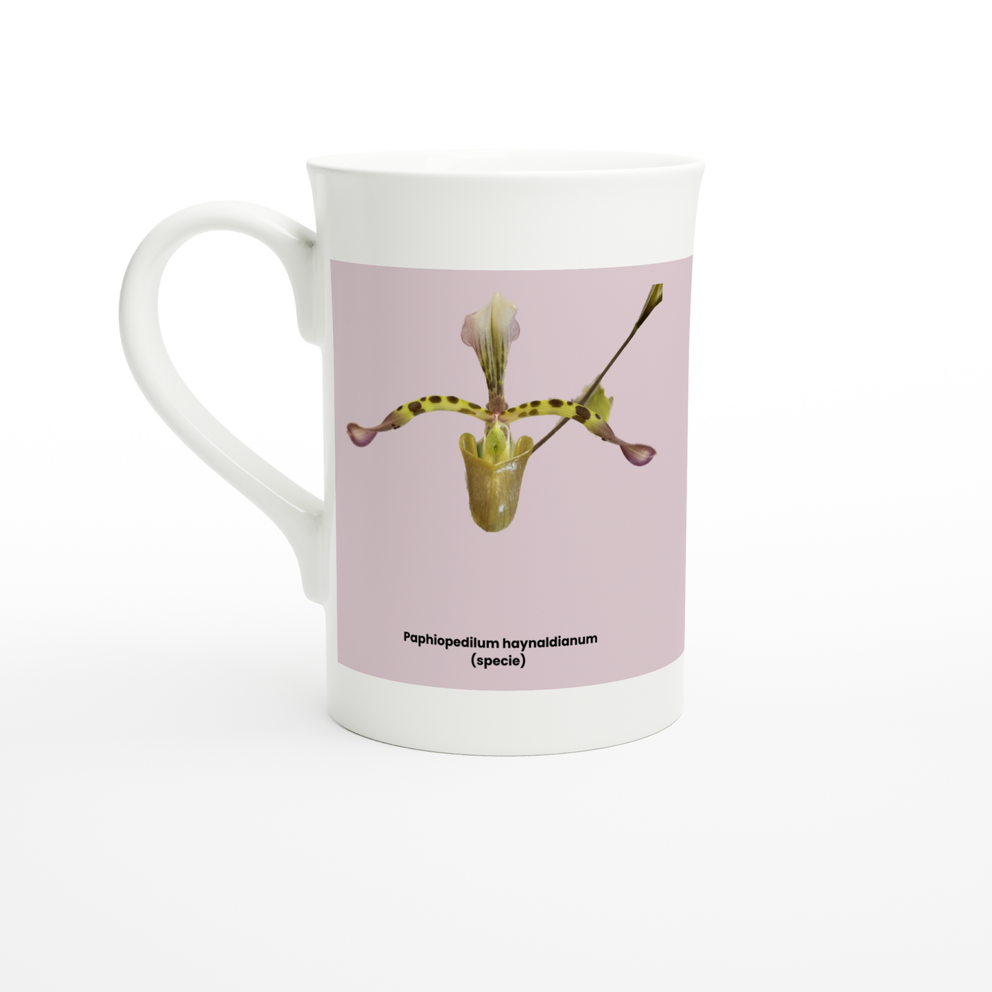 Paphiopedilum haynaldianum Orchid Pink Porcelain Mug