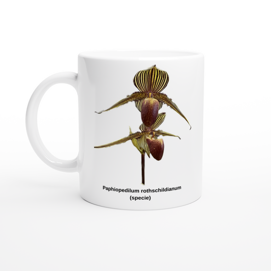 Paphiopedilum rothschildianum Orchid Coffee Mug