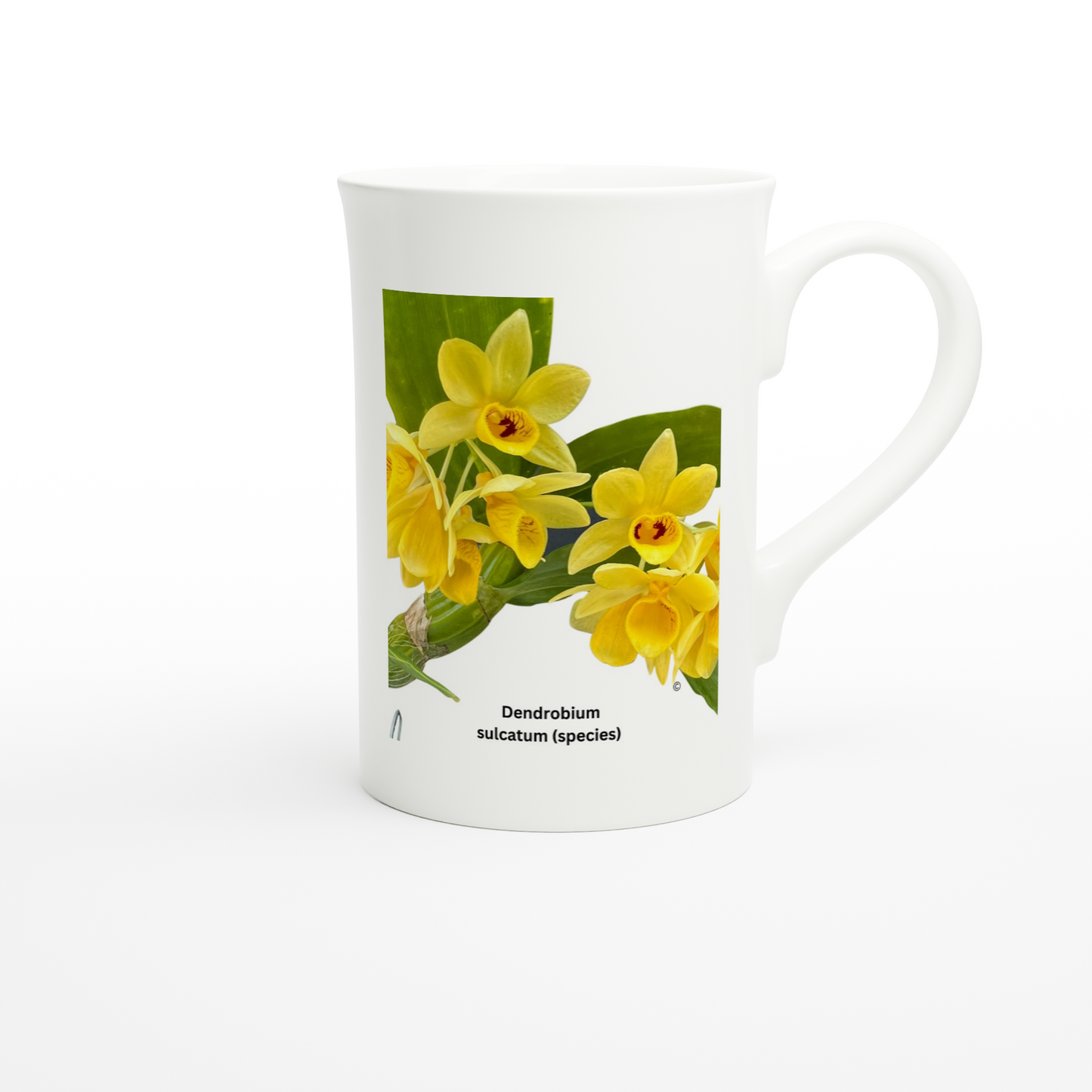 Dendrobium Sulcatum Orchid Porcelain Mug