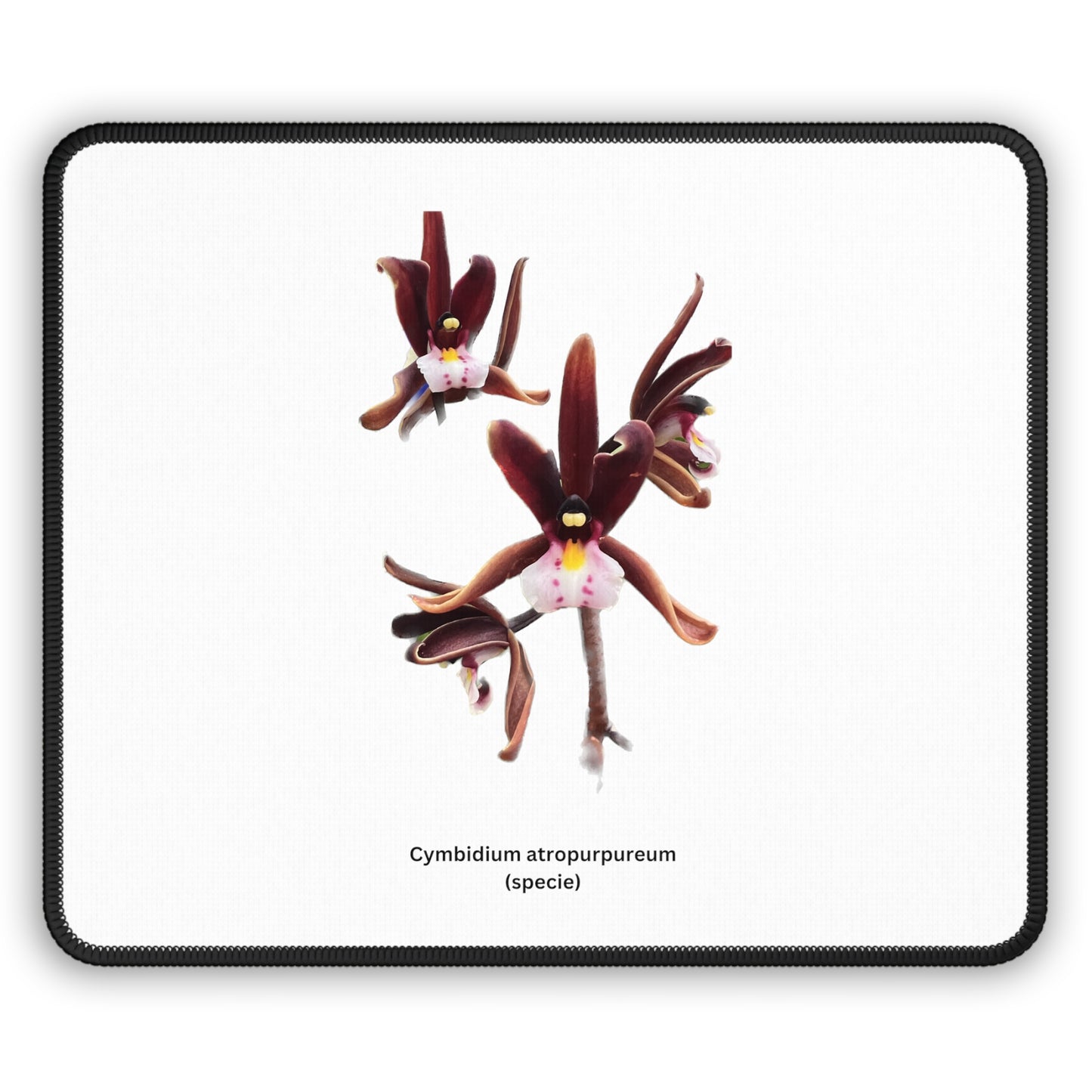 Cymbidium atropurpureum Orchid Mouse Pad