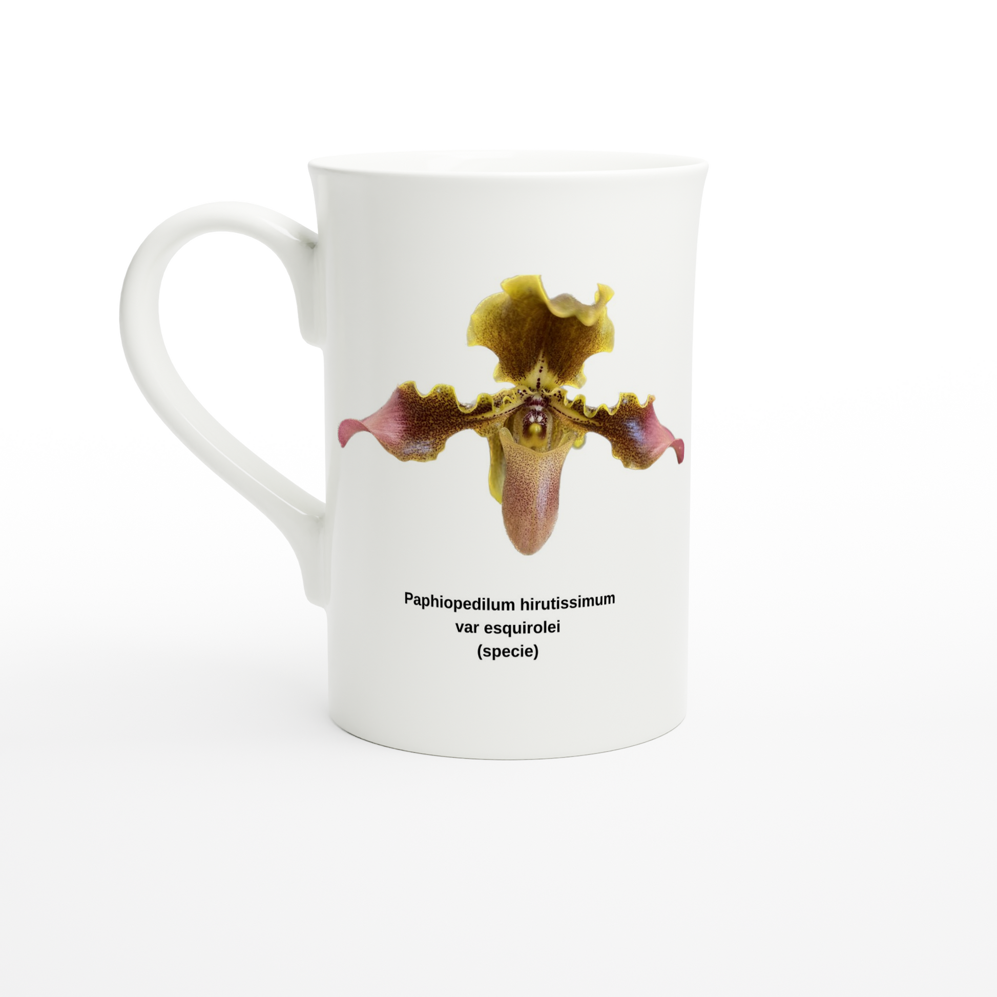 Paphiopedilum hirsutissimum var esquirolei Orchid Porcelain Mug