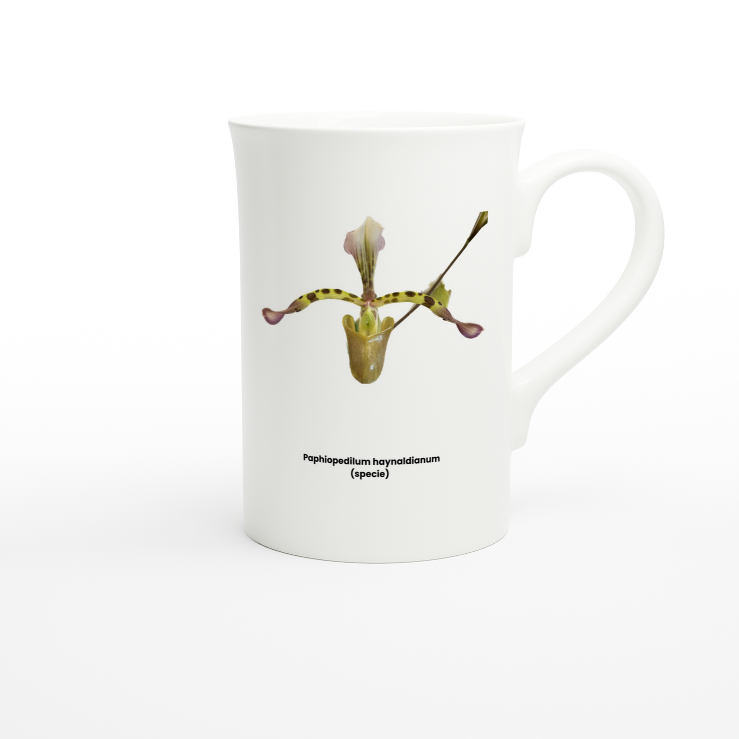 Paphiopedilum haynaldianum Orchid Porcelain Mug