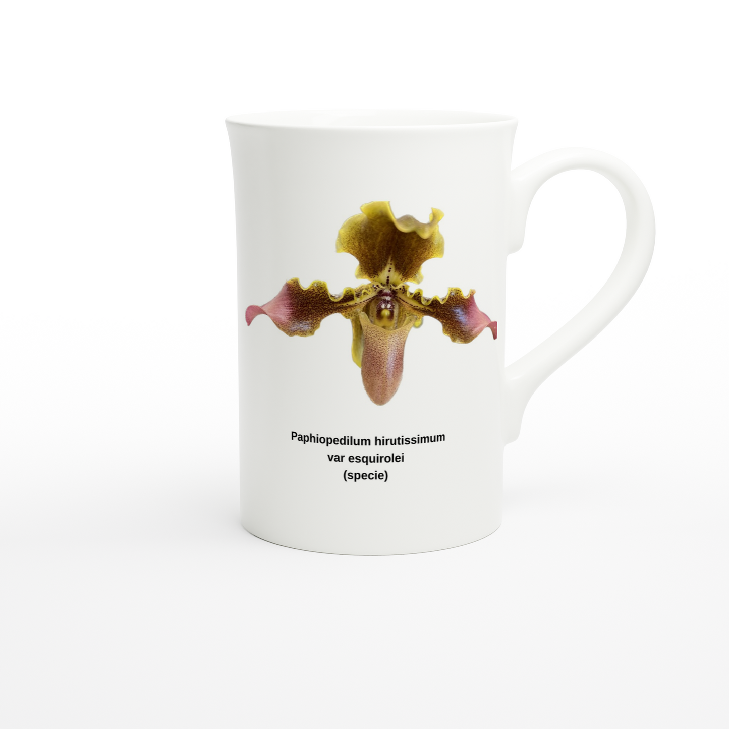 Paphiopedilum hirsutissimum var esquirolei Orchid Porcelain Mug