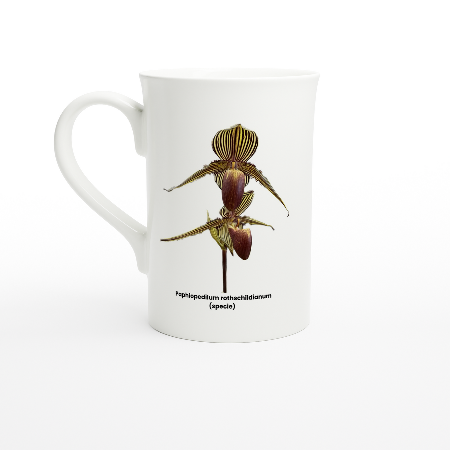 Paphiopedilum rothschildianum Orchid Porcelain Mug