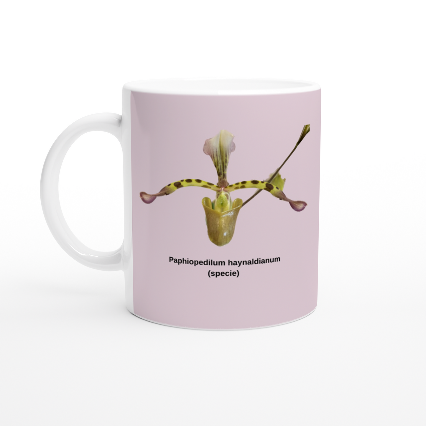 Paphiopedilum haynaldianum Orchid Pink Coffee Mug