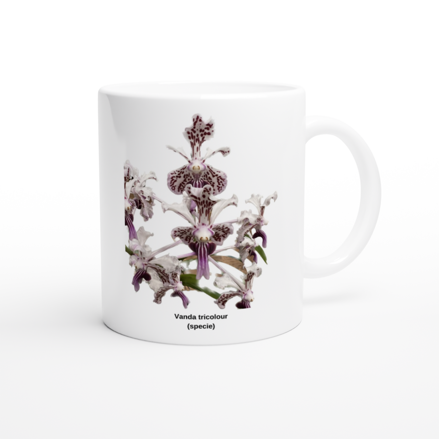 Vanda tricolor Orchid Coffee Mug