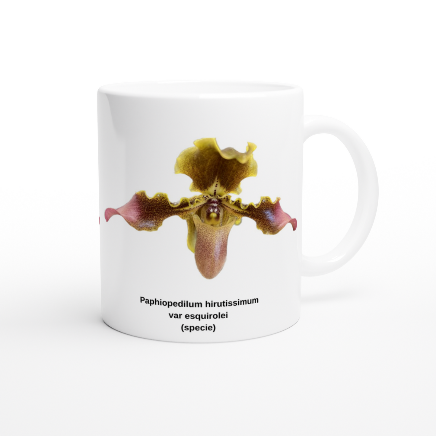 Paphiopedilum hirsutissimum var esquirolei Orchid Coffee Mug