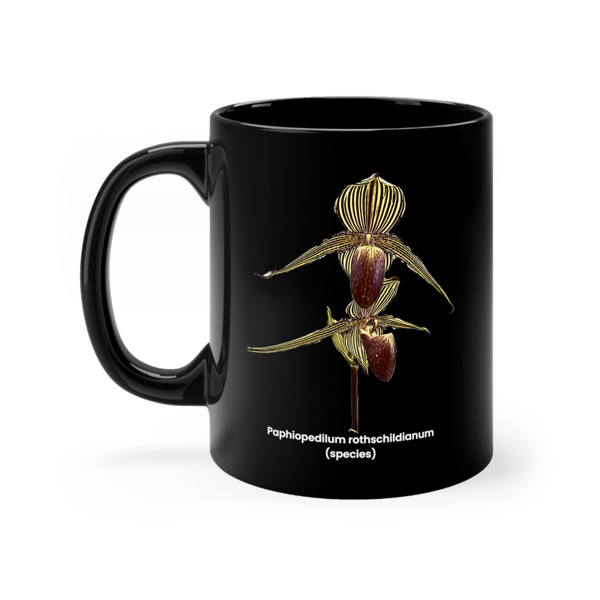 Paphiopedilum rothschildianum Orchid Coffee Mug