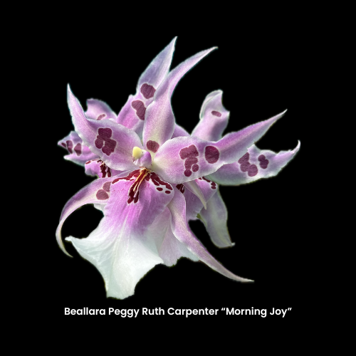 Bea. Peggy Ruth Carpenter "Morning Joy" Digital Image