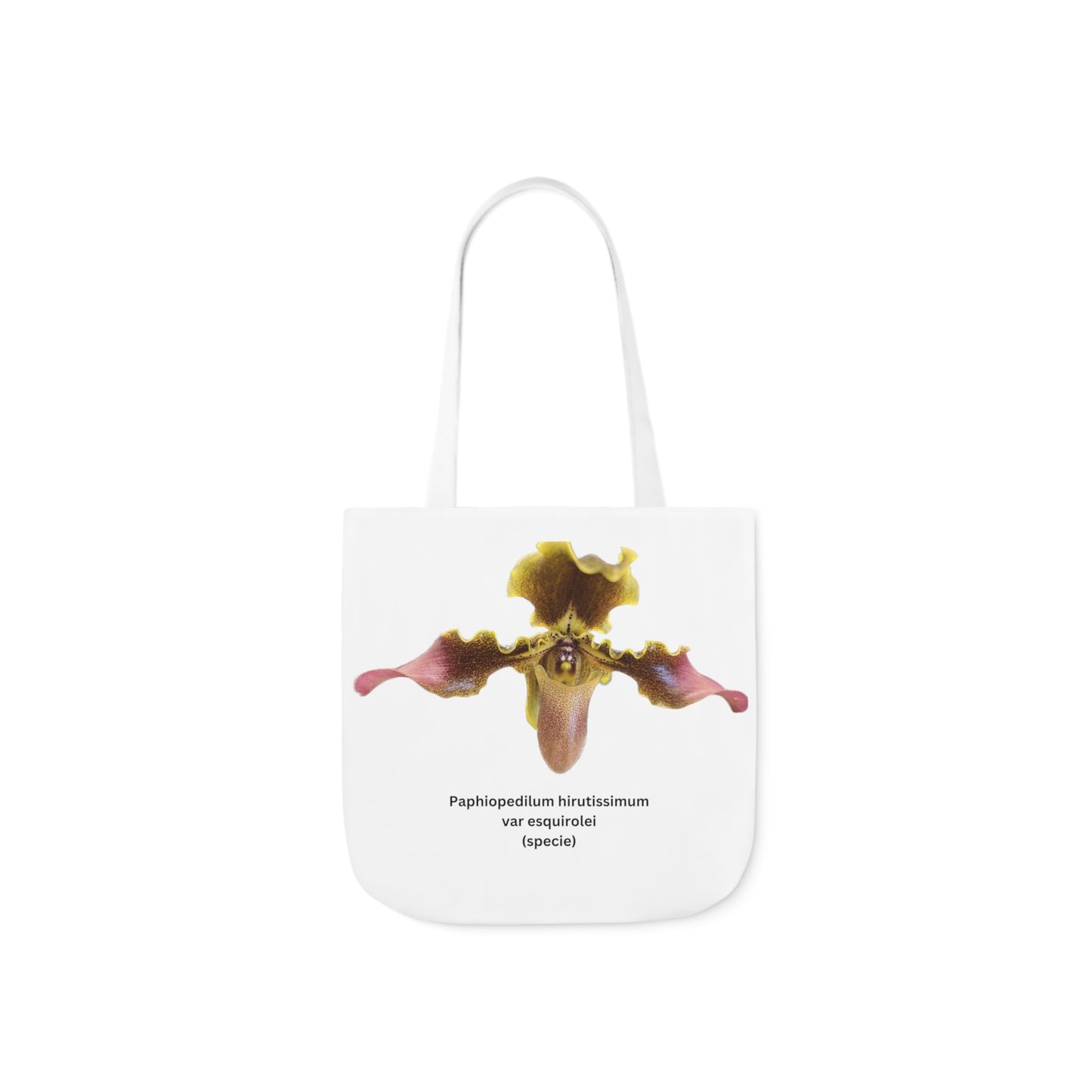 Paphiopedilum hirsutissimum var esquirolei Orchid Tote Bag