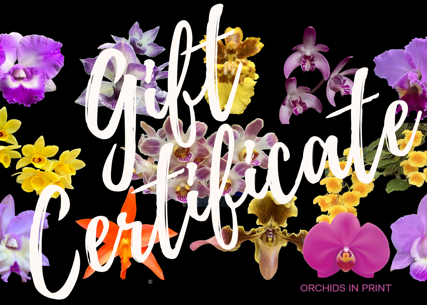 Orchids In Print Gift Card