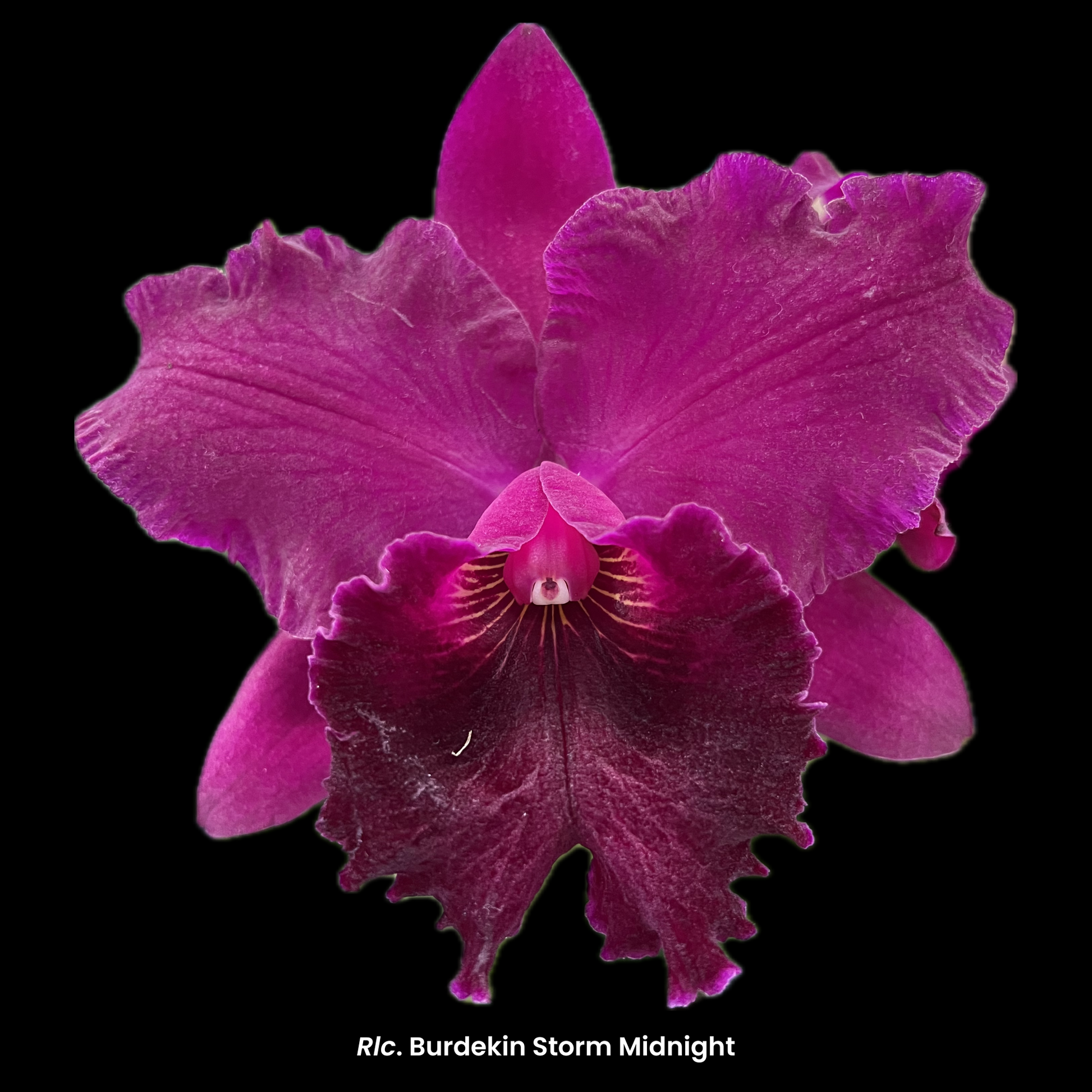 Blc. Burdekin Storm Midnight Orchid Digital Image