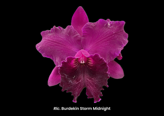 Rlc. Burdekin Storm Midnight Orchid Black Mouse Pad