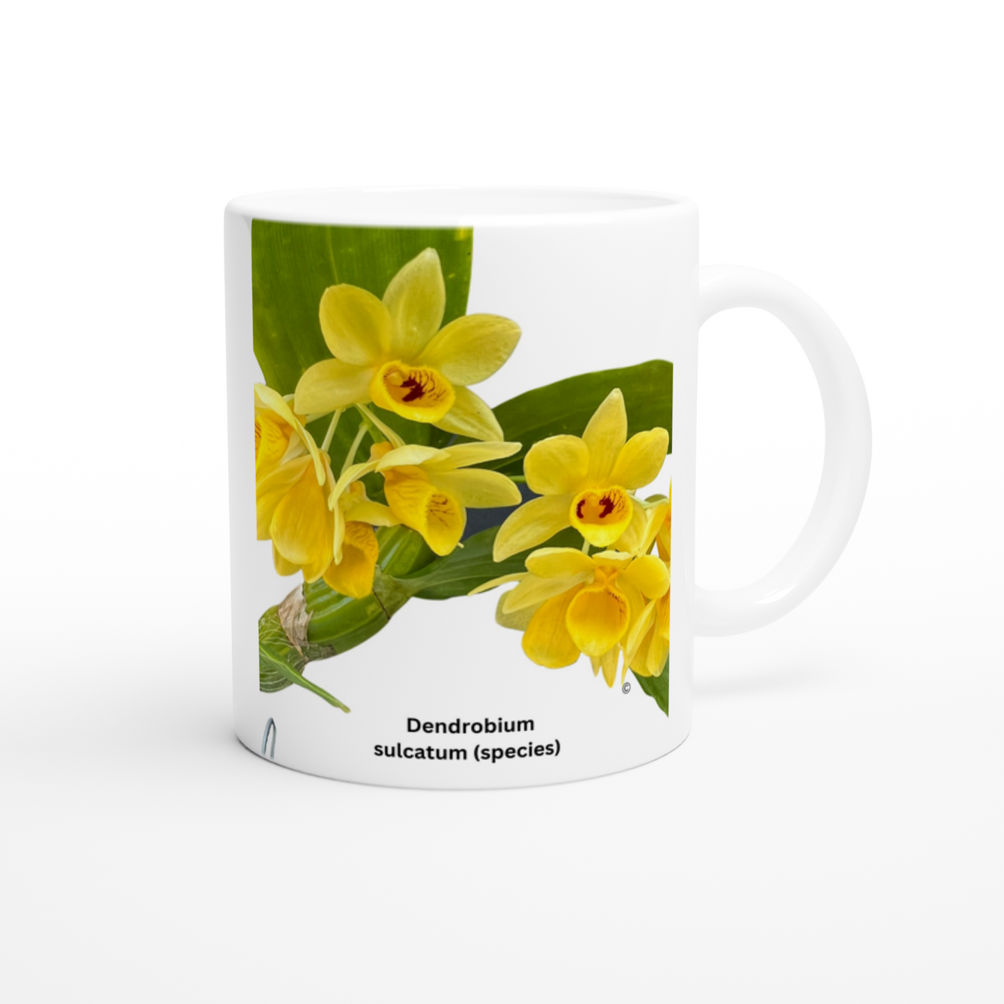 Dendrobium Sulcatum Orchid Coffee Mug