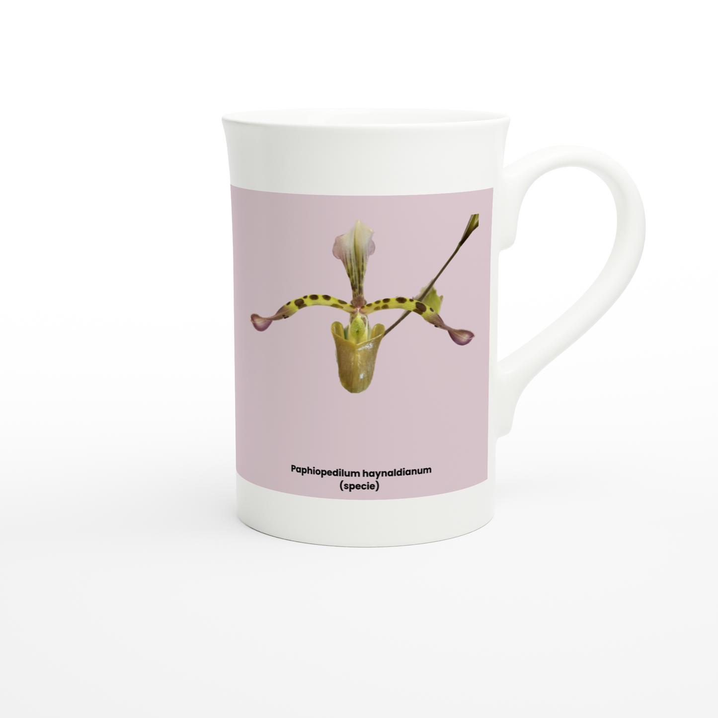 Paphiopedilum haynaldianum Orchid Pink Porcelain Mug