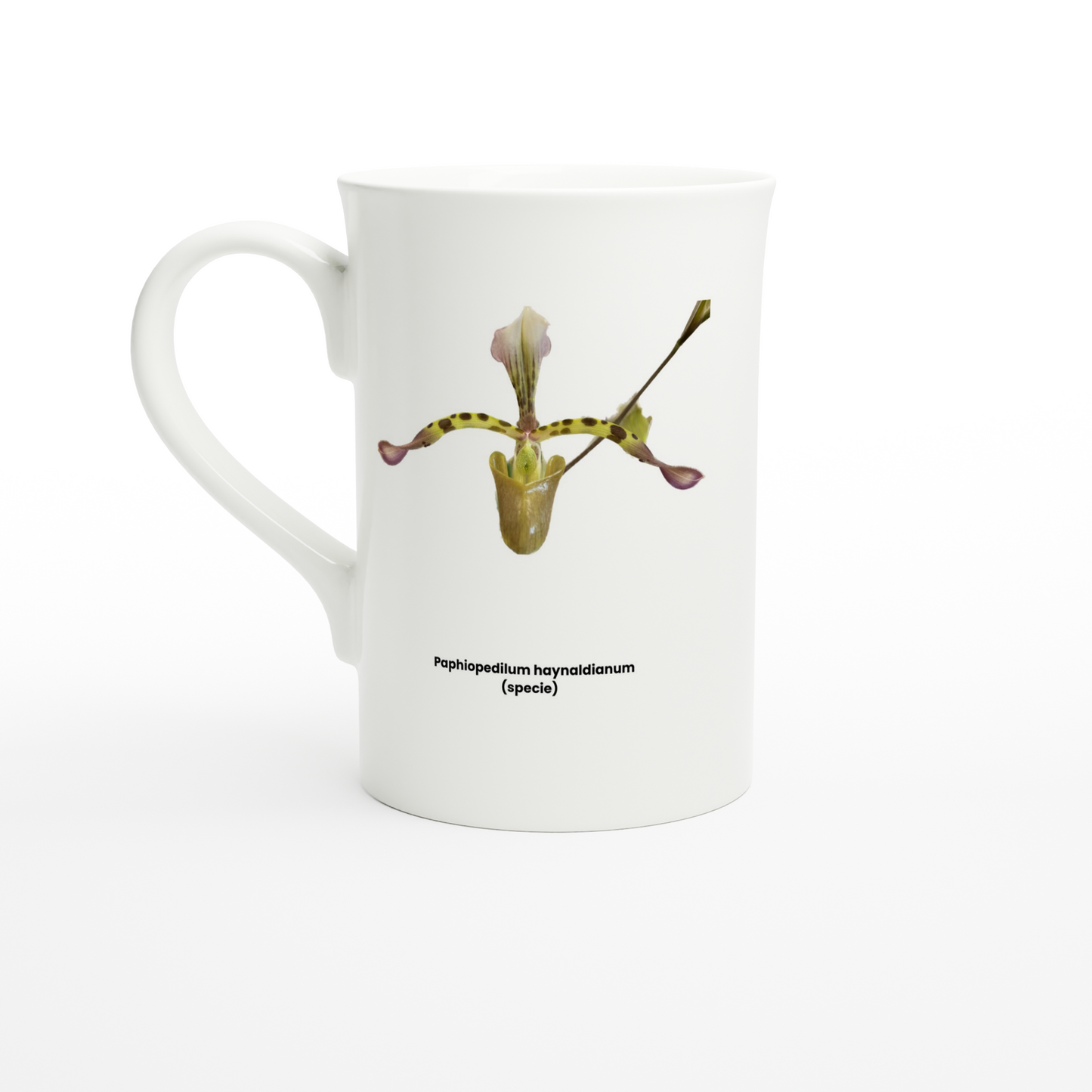 Paphiopedilum haynaldianum Orchid Porcelain Mug