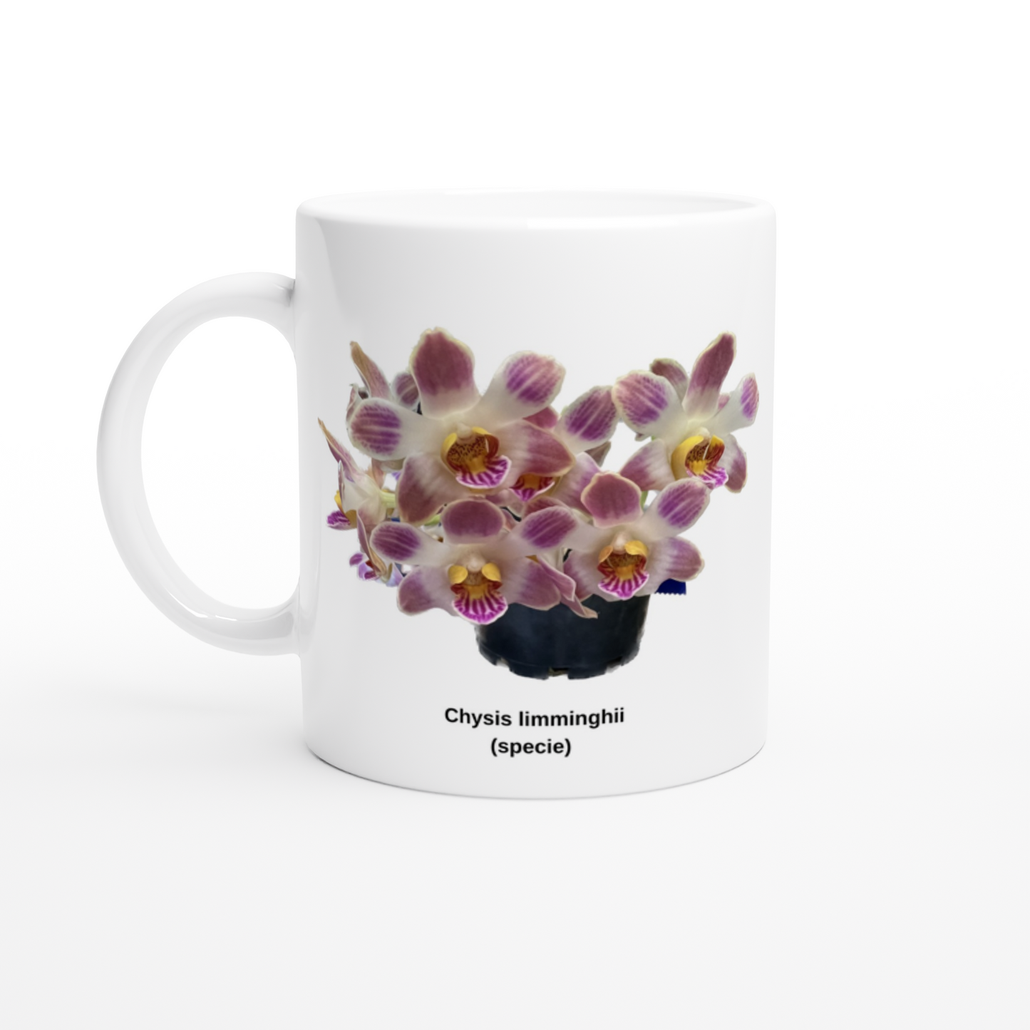 Chysis limminghei Orchid Coffee Mug