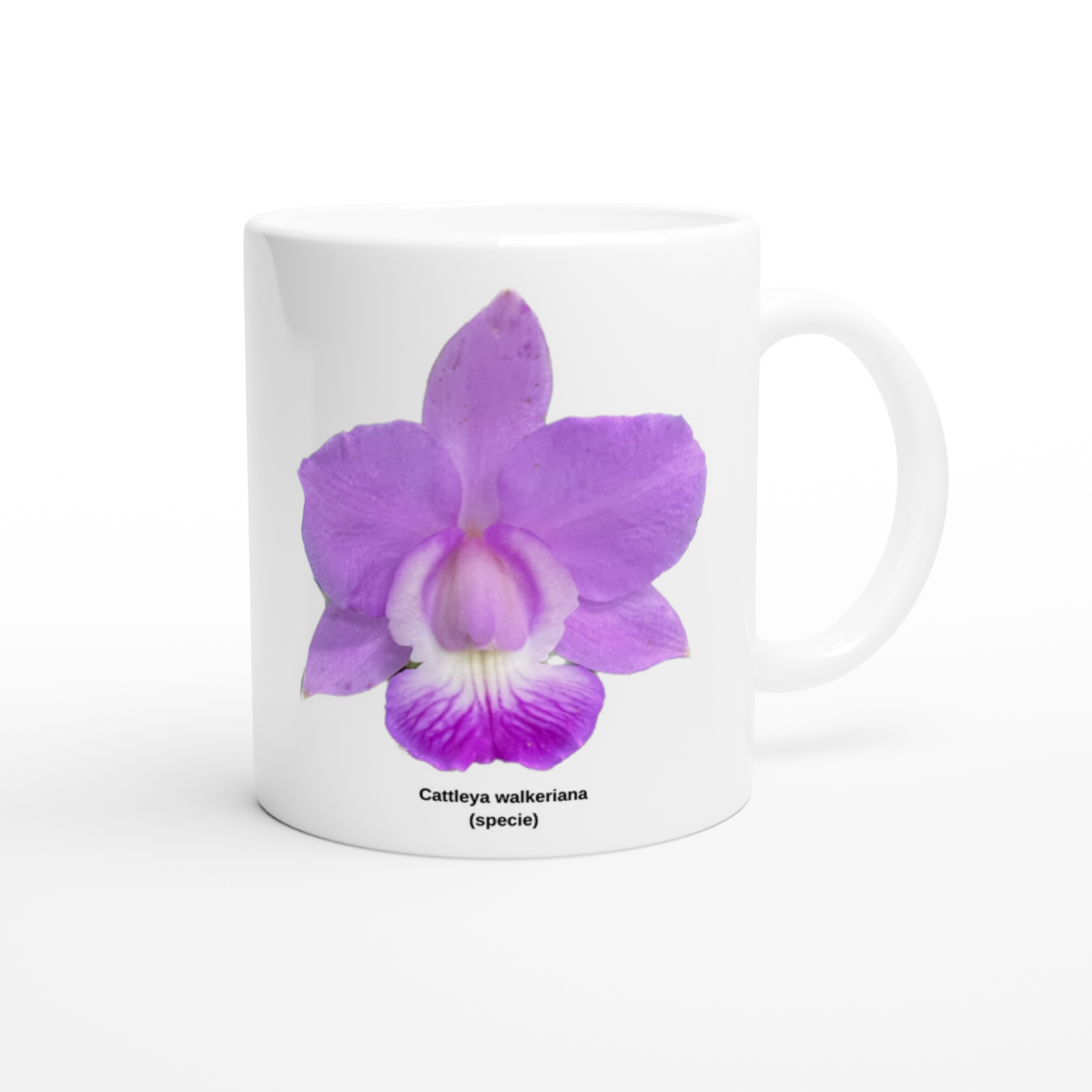 Cattleya walkeriana Orchid Coffee Mug